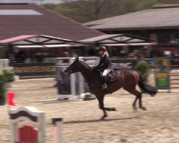 Reitturnier Havixbeck 2016