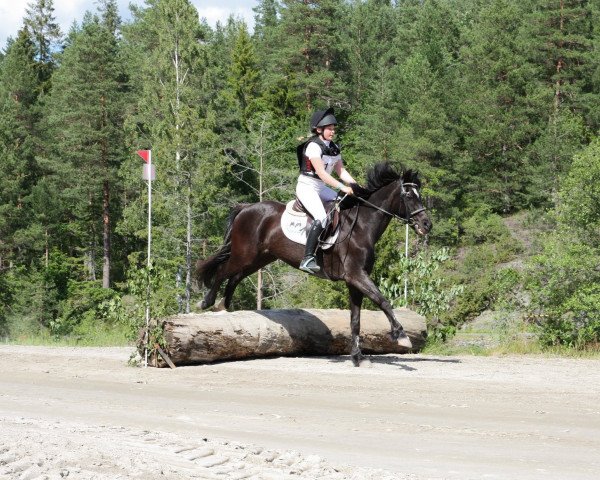 horse Carat (German Riding Pony, 1995, from Viktoria's Colano)