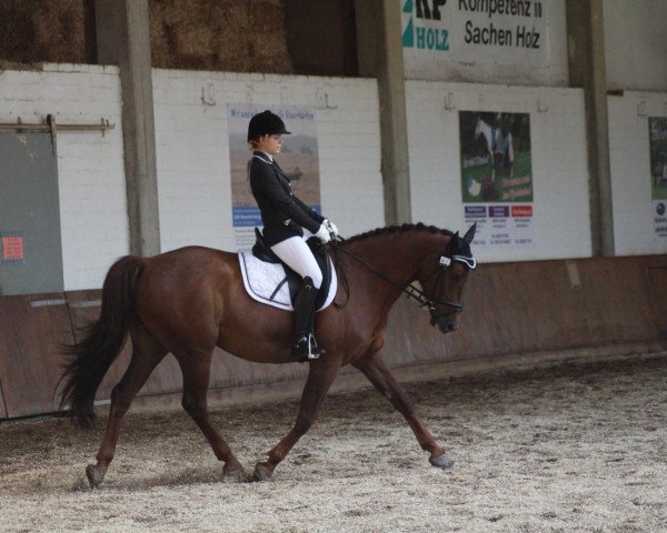 dressage horse Diego de la Vega 11 (Hanoverian, 2009)