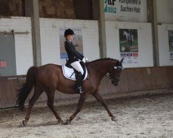 dressage horse Diego de la Vega 11 (Hanoverian, 2009)