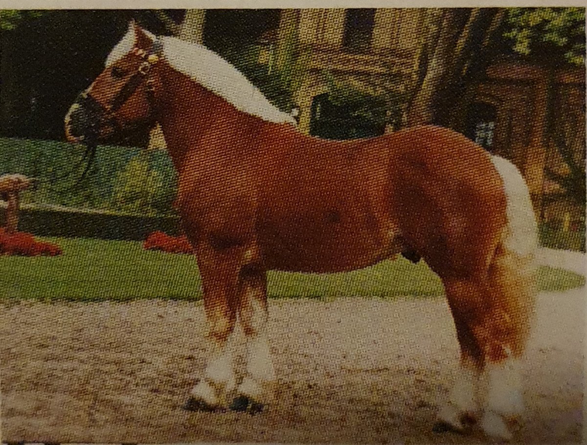 Deckhengst Nelson (Rheinisch-Deutsches Kaltblut, 1997, von Nando)
