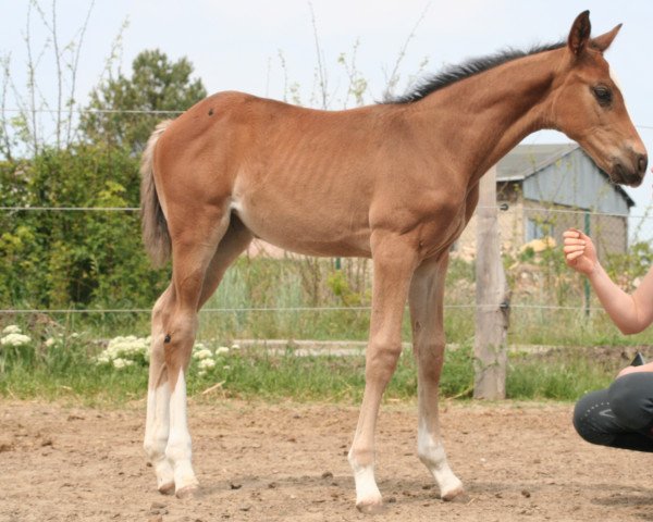 Pferd Unknown horse (Deutsches Sportpferd, 2020, von Origi D'o)