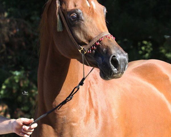 broodmare Flaxman's Emily ox (Arabian purebred, 2006, from Ibn Barrada EAO)