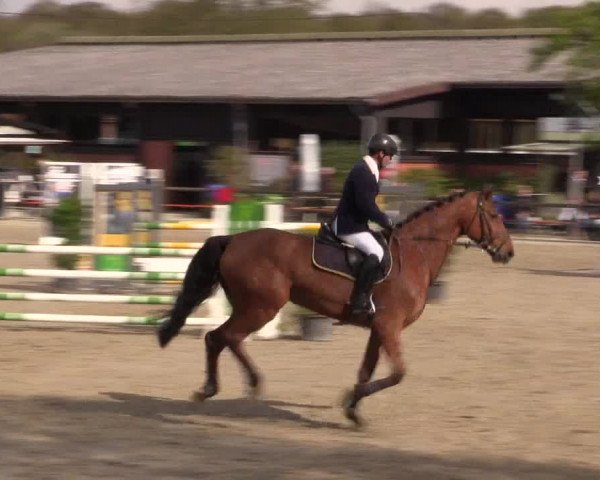 Reitturnier Havixbeck 2016