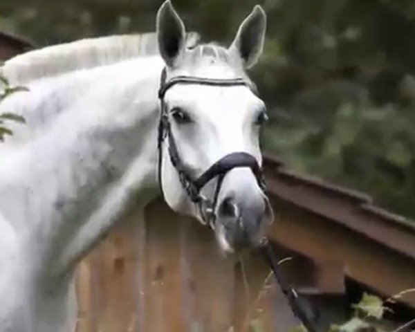jumper Cuba Gooding Junior (Holsteiner, 2011, from Colbert GTI)