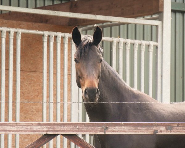 broodmare San Rhodesia (Oldenburg, 2011, from San Amour I)