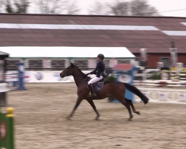 Reitturnier Havixbeck 2016