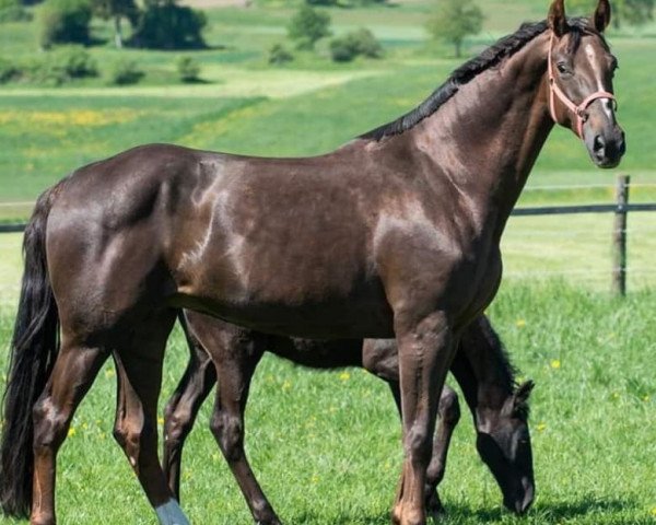 broodmare Damon Sun SN (Westphalian, 2007, from Damon Hill)