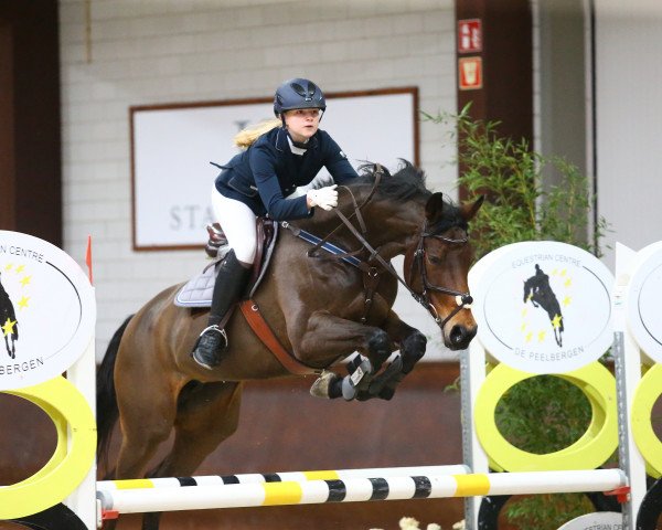 broodmare Just Dance (Westphalian, 2007, from Just Perfect)