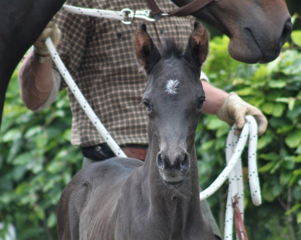 stallion Shiraz 50 (Hanoverian, 2017, from Sezuan)