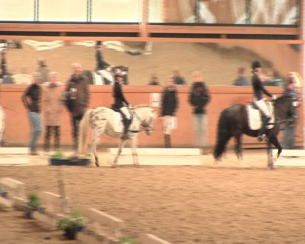 Reitturnier Iserlohn-Süd 2016