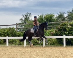 Pferd Fine Ellie (Hannoveraner, 2015, von Fürst Belissaro)
