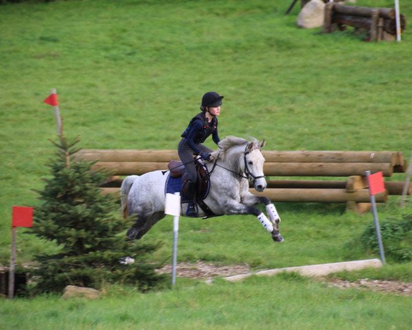 broodmare Donna Emilia 6 (German Riding Pony, 2011, from Dream of Lord)