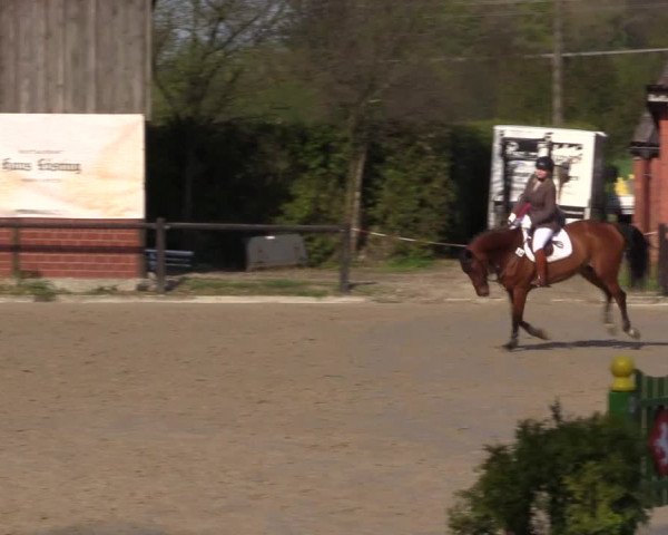 Reitturnier Havixbeck 2016