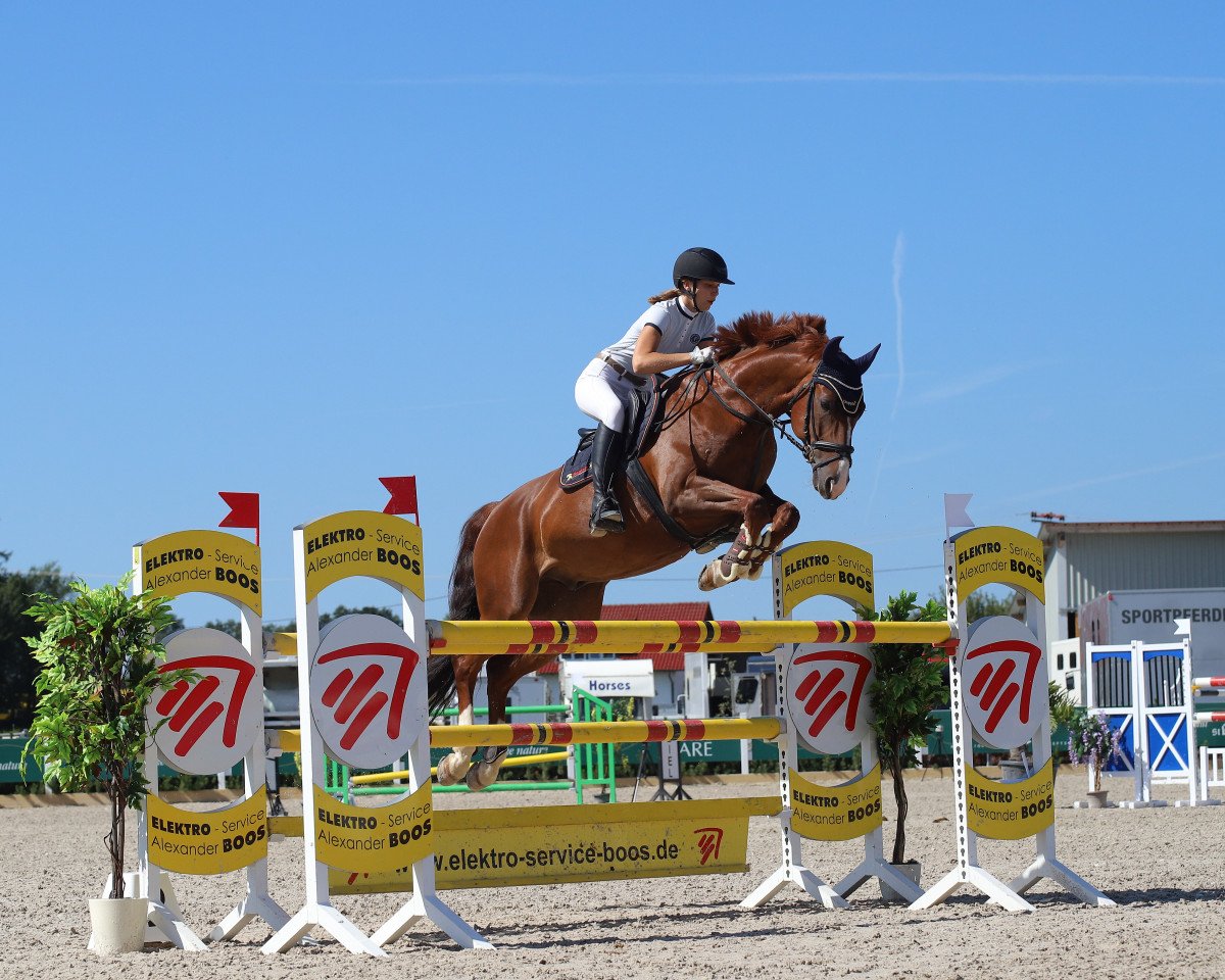 Caballo de salto Sir Rivero II (Bayer, 2009, de Sir Donnerhall I)