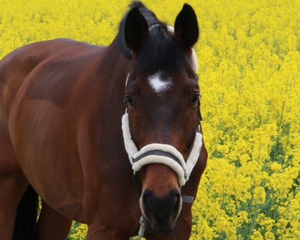 jumper Gizmo 102 (German Sport Horse, 2006, from Gaspari II)
