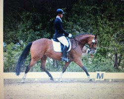 dressage horse Géreni (Hanoverian, 2010, from Geheimtipp)