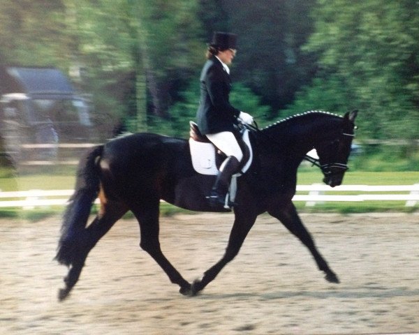 Springpferd Alegre G (Hannoveraner, 1994, von Acord II)