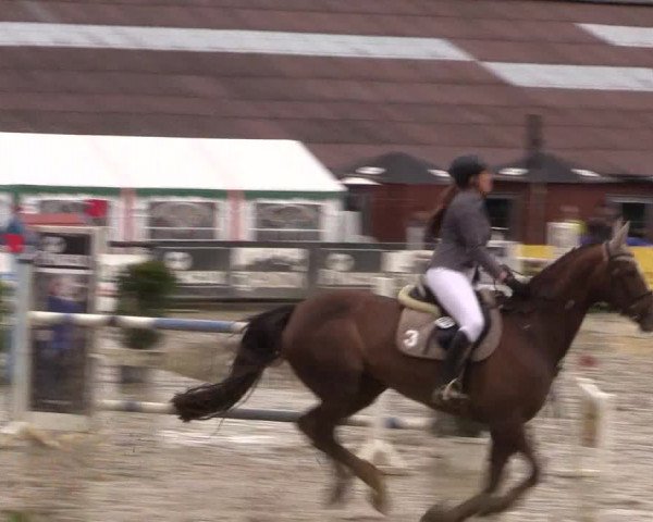 Reitturnier Havixbeck 2016