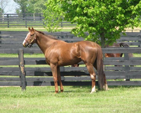 horse Danthebluegrassman xx (Thoroughbred, 1999, from Pioneering xx)