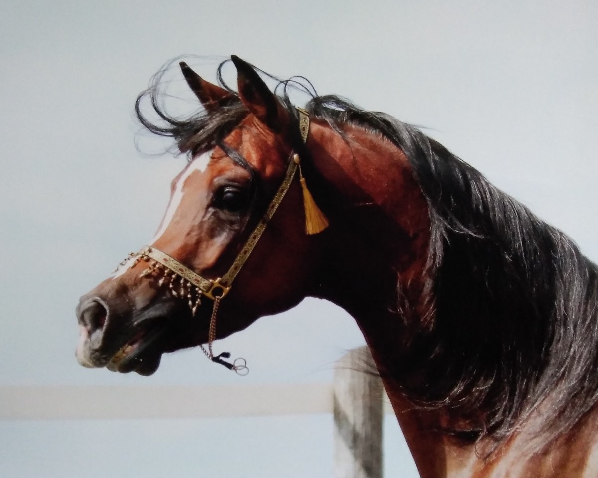 stallion KP Al Nahim EAO (Arabian purebred, 2009, from Al Lahab 1999 EAO)