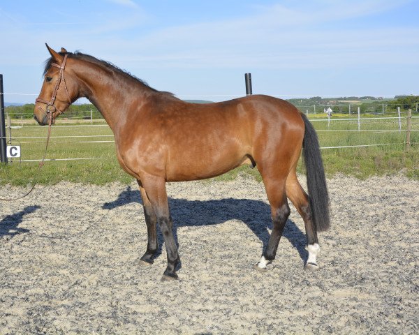 horse Mr. Bob (German Warmblood, 2017, from Monte Bellino)
