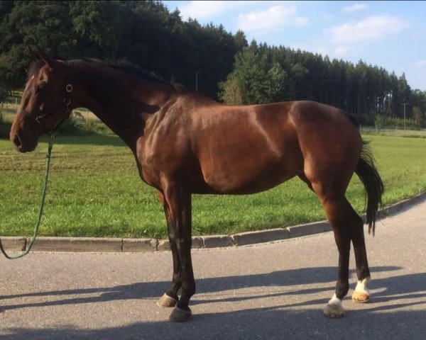 jumper St Lola (Hanoverian, 2006, from St Almund HB II)
