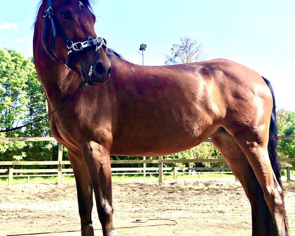 Zuchtstute Fucia T (Deutsches Reitpony, 2011, von For Next Generation)