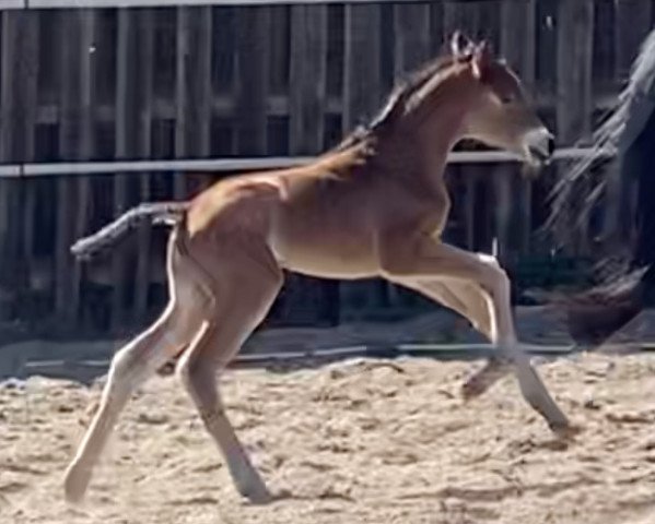 horse Deoperio (Trakehner, 2020, from Deodorio)