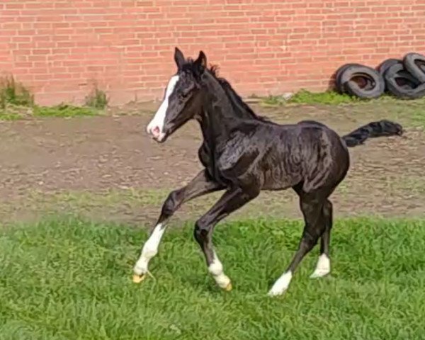 horse Zoula (Oldenburg, 2019, from Birkhof's Zalando OLD)