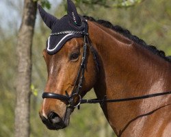 jumper Larcando (German Sport Horse, 2008, from Lehnbach)
