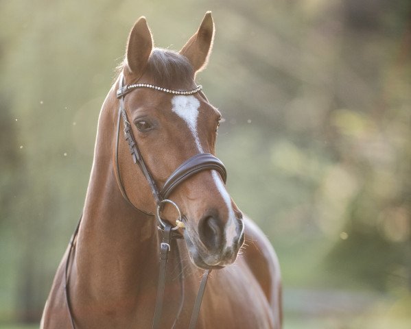 jumper H.W.'s Roulette (Hanoverian, 2007, from Roadster)