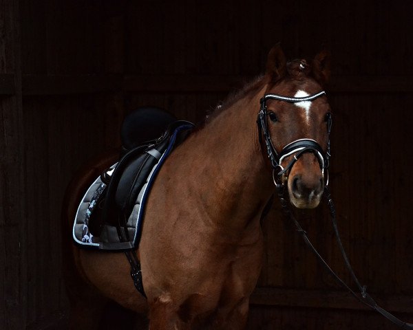dressage horse Prime Prosperity (New Forest Pony, 2013, from Poseidon)