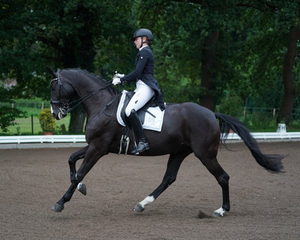 dressage horse De la Coeur 3 (Hanoverian, 2011, from Dancier)