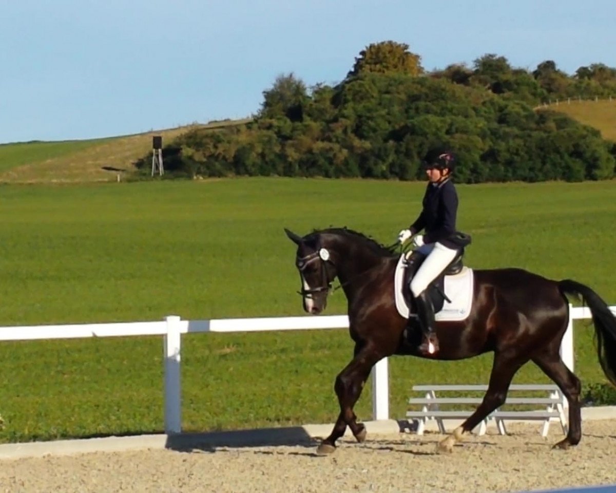 dressage horse Harry Potter 54 (Hanoverian, 2006, from Hofrat)