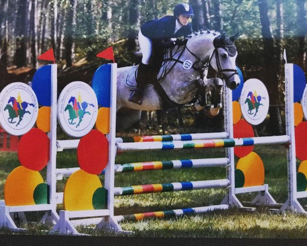 Springpferd Woody Woodpaker (Schweizerisches Reitpony, 2015, von Dexter Leam Pondi)