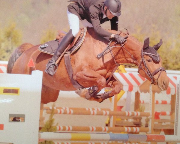 stallion Teddy Granno Z (Zangersheide riding horse, 2019, from Taloubet Z)