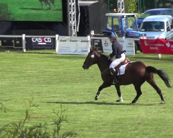 Reitturnier Greppin 2016