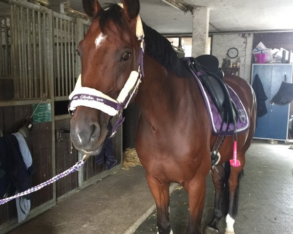 dressage horse Contano's Ebbygirl (Holsteiner, 2012, from Contano)