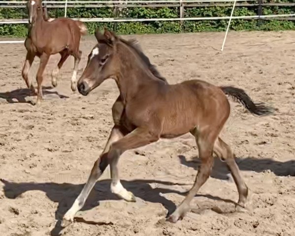 horse Fyniria (Oldenburg, 2020, from Deodorio)