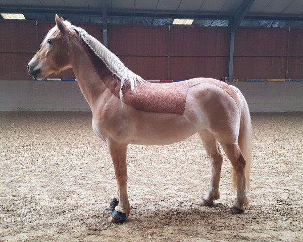 Pferd Malin (Haflinger, 2009, von Alabaster B)