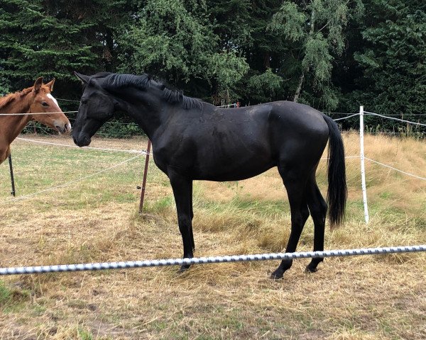 Pferd Everlasting Dream (Hannoveraner, 2018, von Emilio)