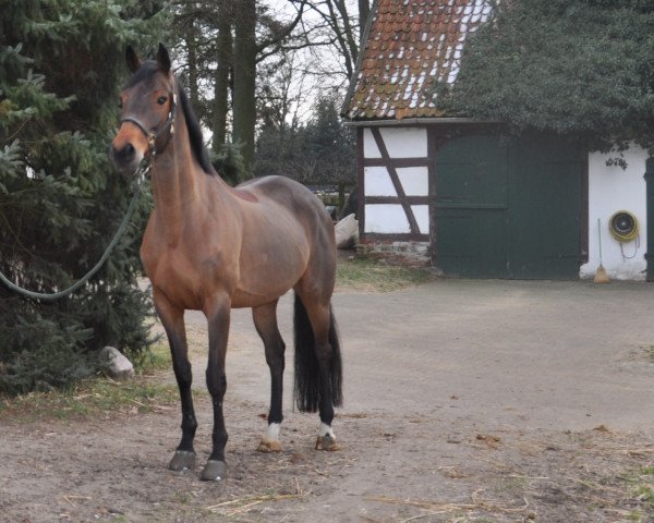 Springpferd Vitale 3 (Hannoveraner, 2010, von Valentino)
