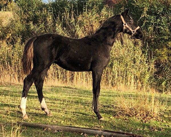 horse Rocket Dream (Hanoverian, 2019, from Rotspon) horse Rocket Dream (Hanoverian, 2019, from Rotspon)