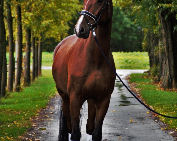 jumper Catox Son (German Sport Horse, 2012, from Cartusch 21)