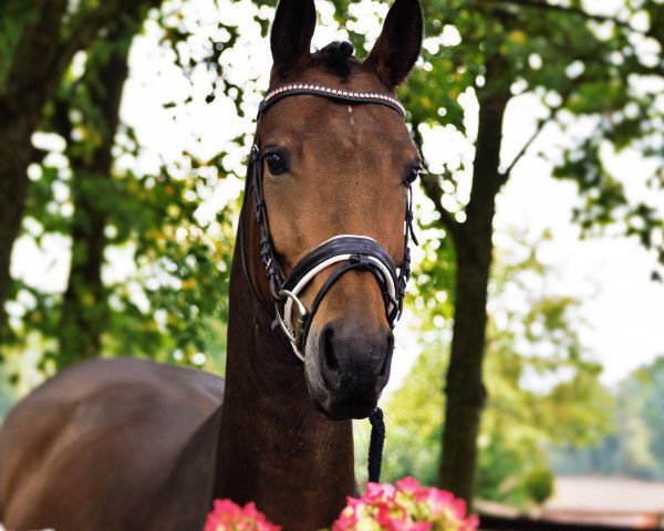 Pferd Stute von Rock Forever NRW / Cornet Obolensky (Westfale, 2014, von Rock Forever NRW) Pferd Stute von Rock Forever NRW / Cornet Obolensky (Westfale, 2014, von Rock Forever NRW)