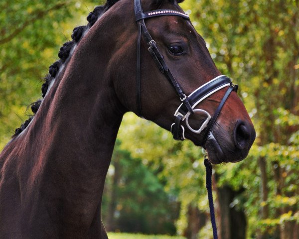 horse Wallach von Franziskus/Rocky Lee (Westphalian, 2015, from Franziskus FRH)