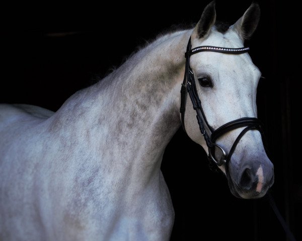horse Stute von Cayetano L / Cornet Obolensky (Westphalian, 2014, from Cayetano L)