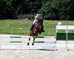 jumper Polly 360 (German Riding Pony, 2004)