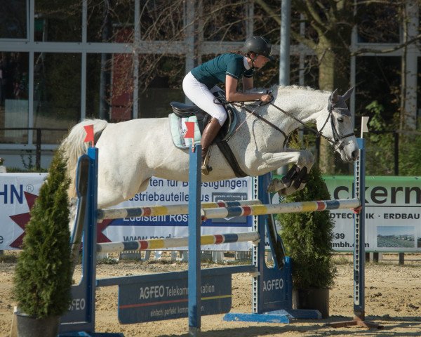 broodmare Carlotta H 4 (Hanoverian, 2009, from Clinton I)